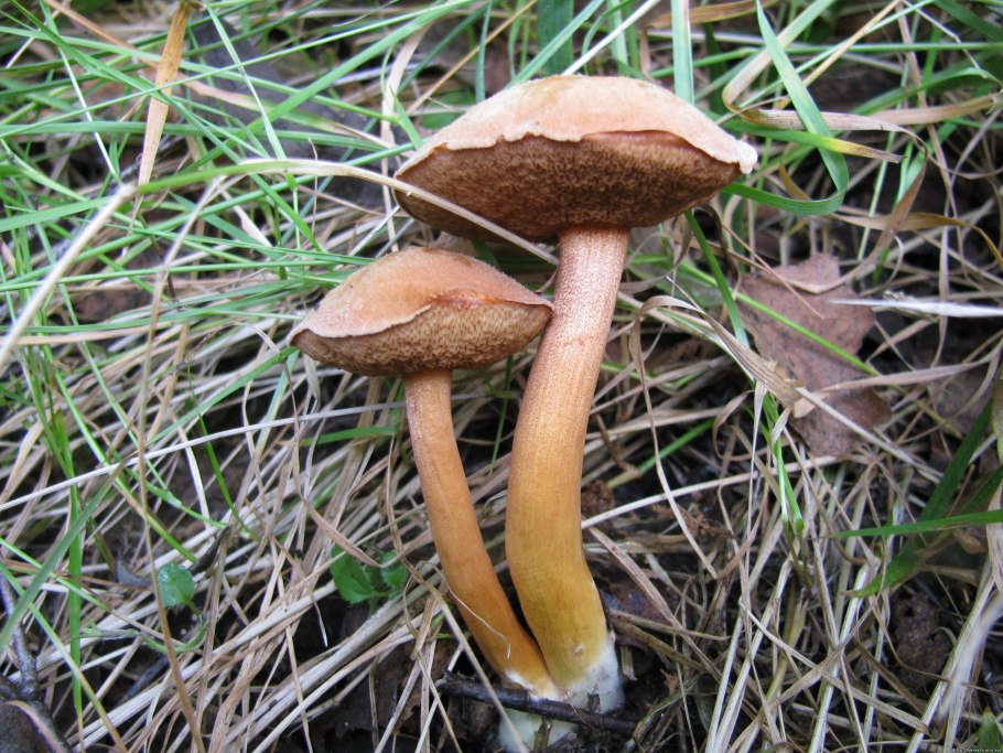 Моховик болотный