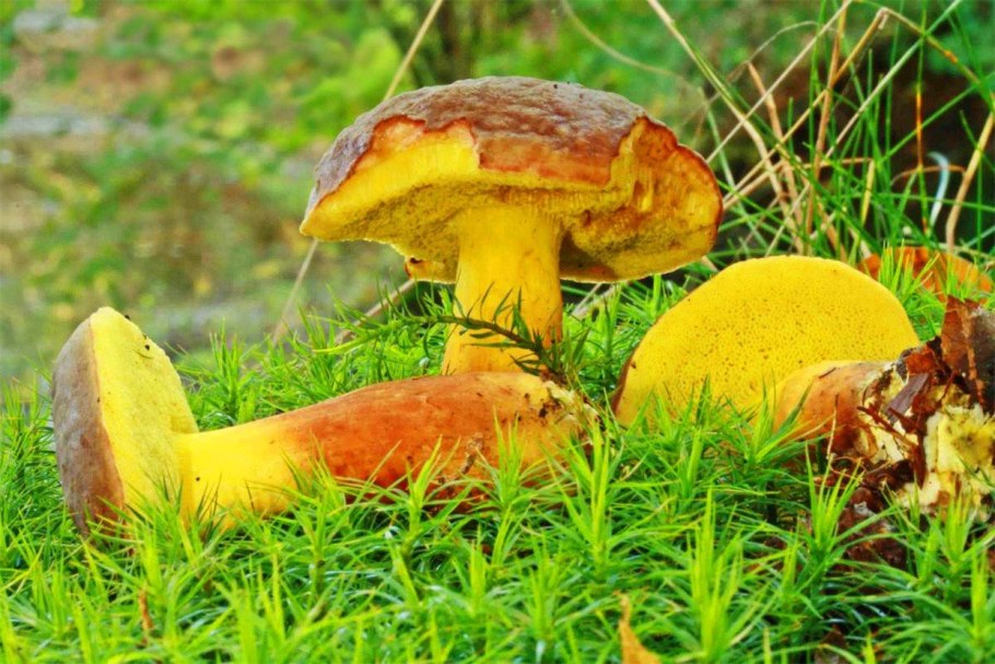 Олений гриб моховик