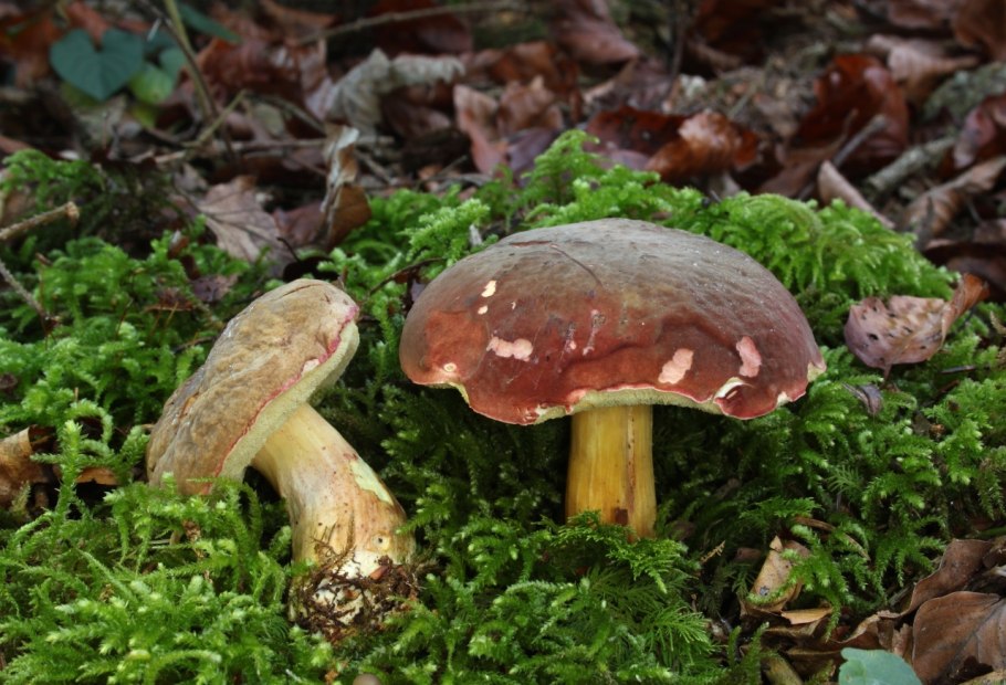 Масленок Козляк моховик