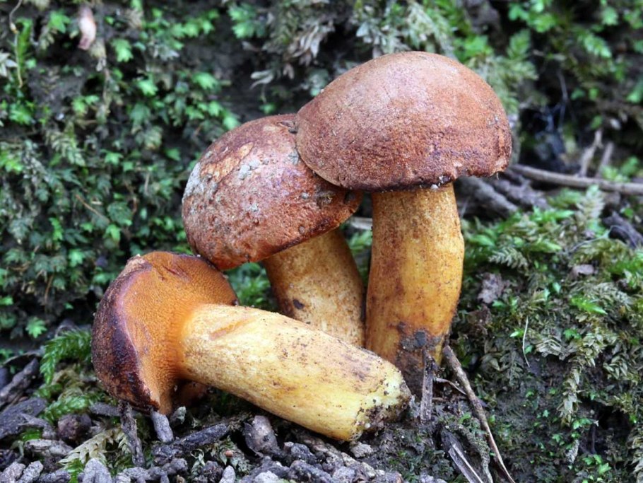 Моховик зеленый Xerocomus subtomentosus