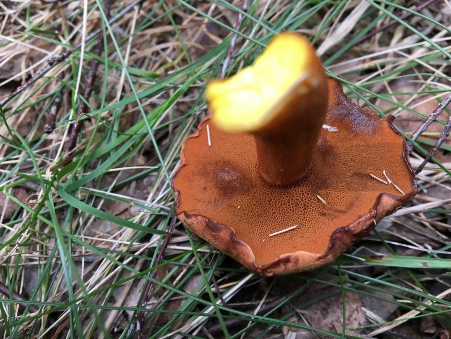 Моховик перечный гриб