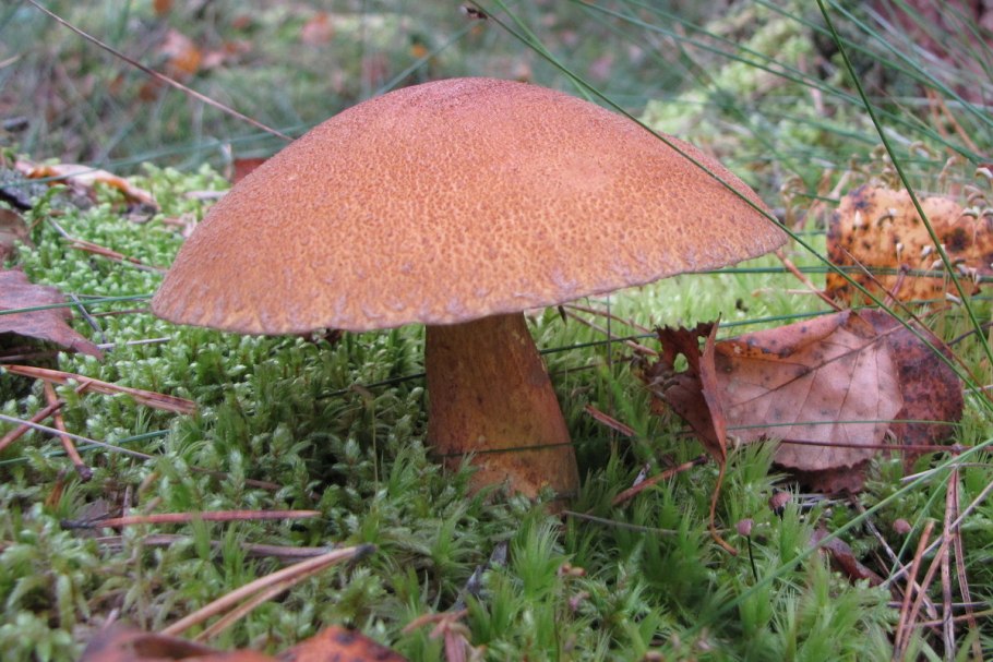 Перечный гриб Chalciporus piperatus