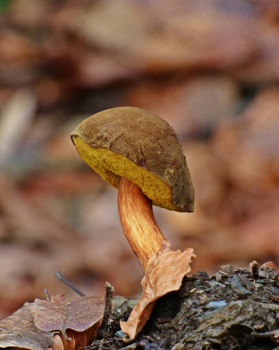 Масленок перечный (Chalciporus piperatus)