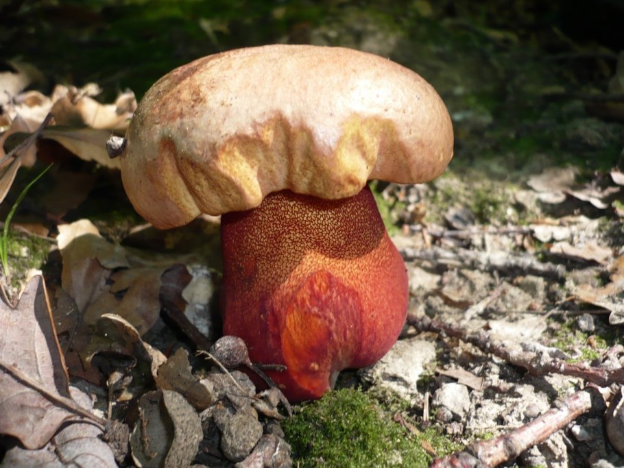 Suillus Plorans