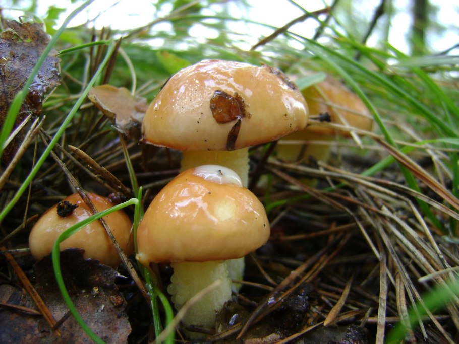 Suillus granulatus