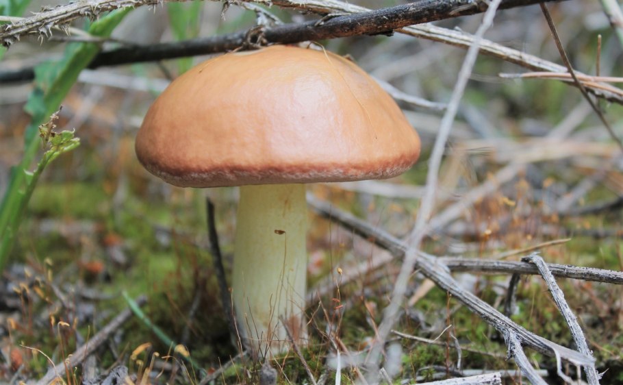 Грибы маслята