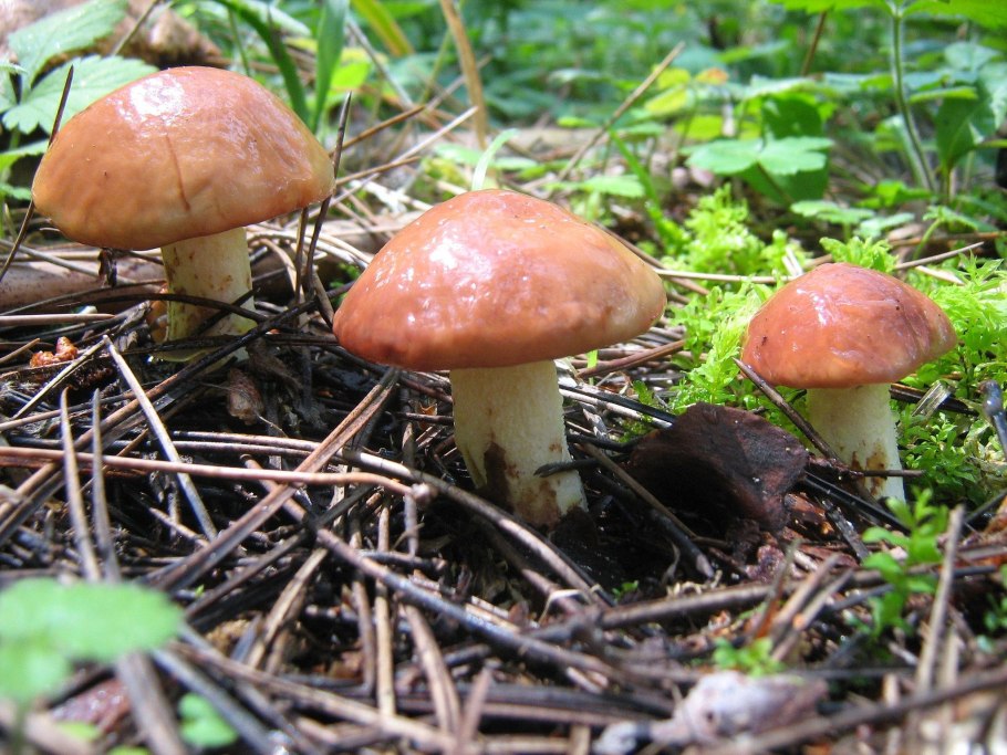 Маслята и опята