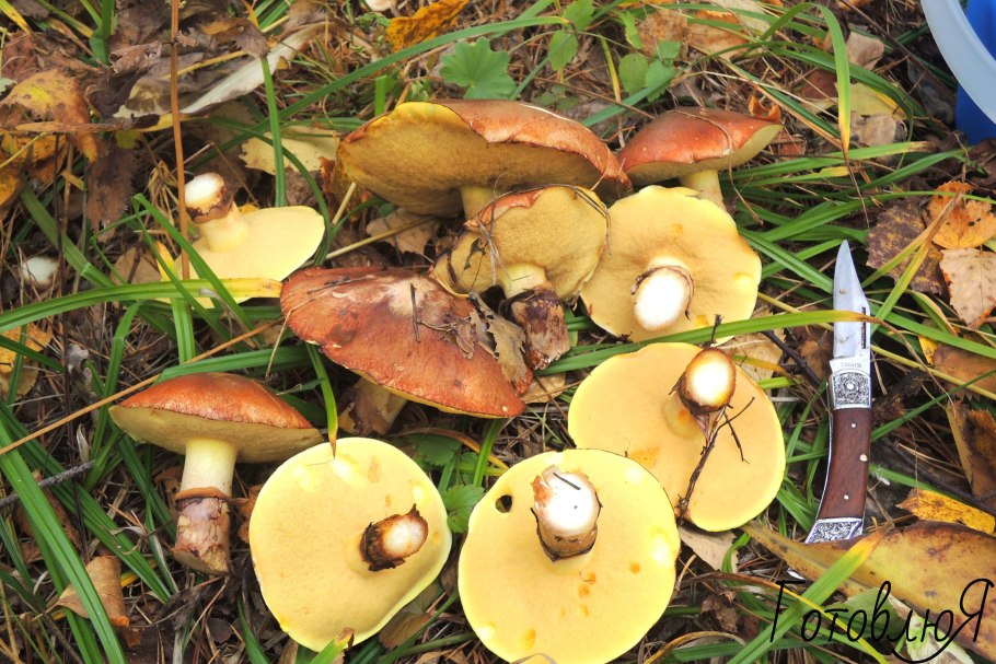 Гриб маслёнок ложный