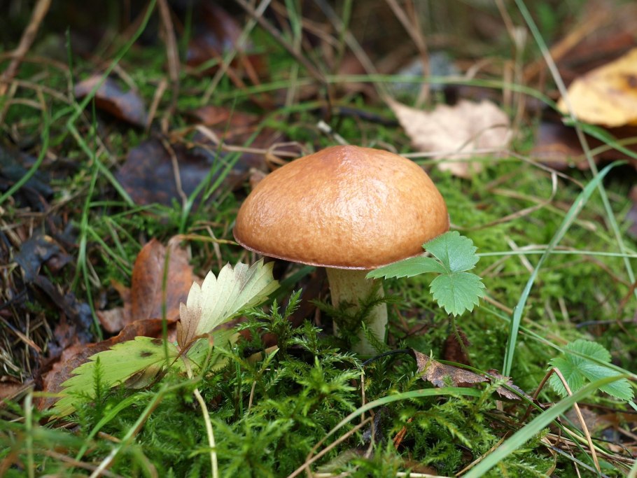 Грибы сапрофиты маслёнок