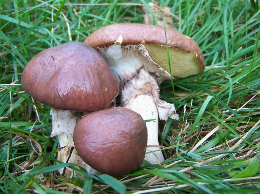 Suillus granulatus маслёнок зернистый