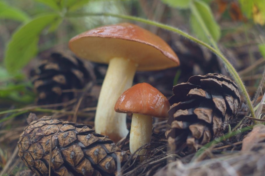 Лесные грибы маслята