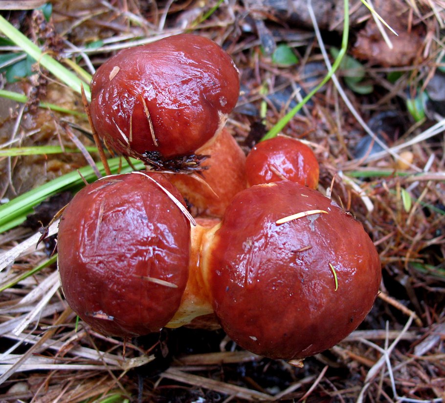 Маслята гриб масленок