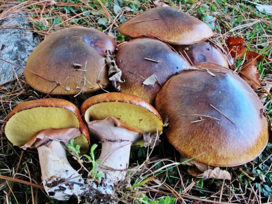 Гриб Suillus luteus