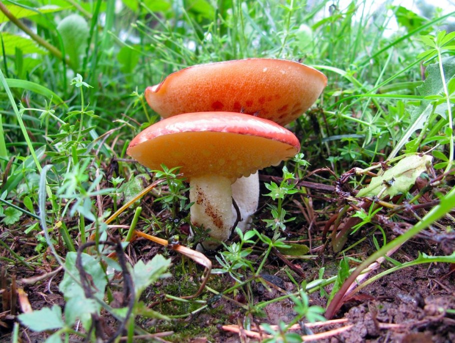 Масленок лиственничный