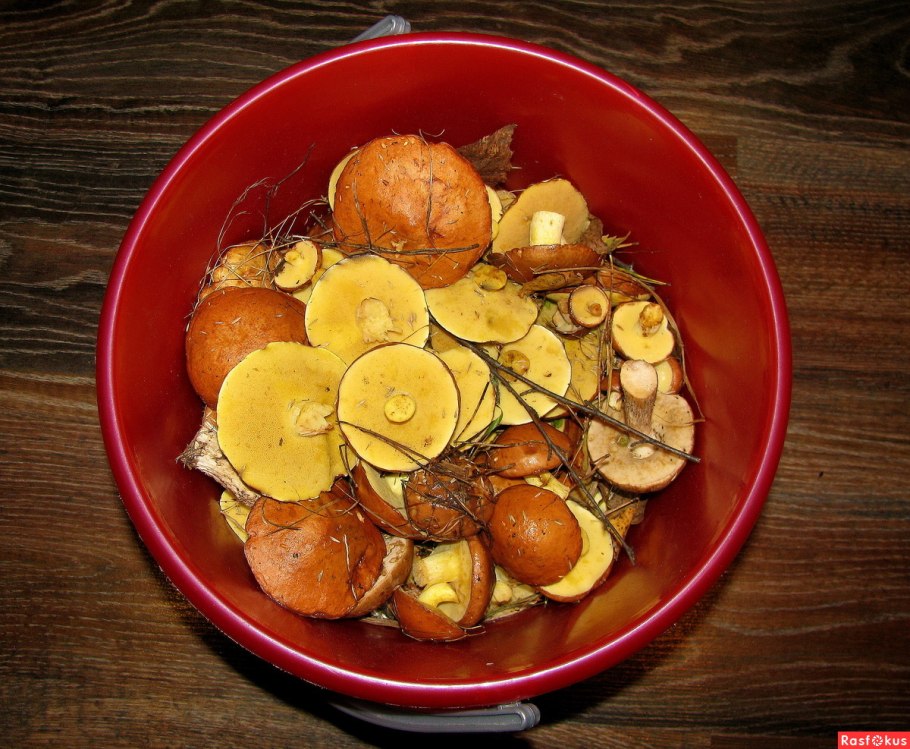 Маслята луговые