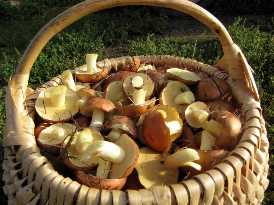 Съедобные грибы маслята