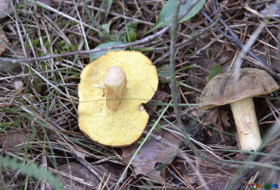 Боровик розовокожий гриб