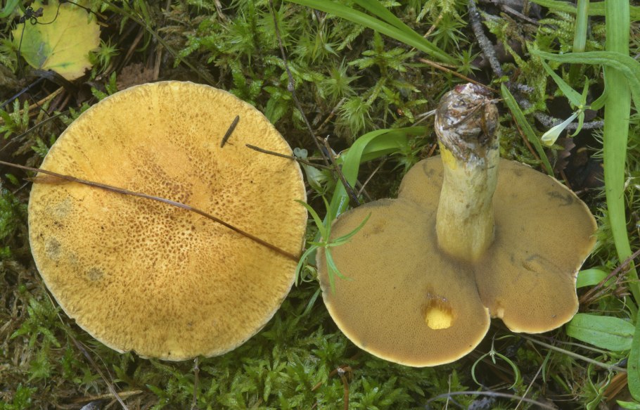 Моховик синеет