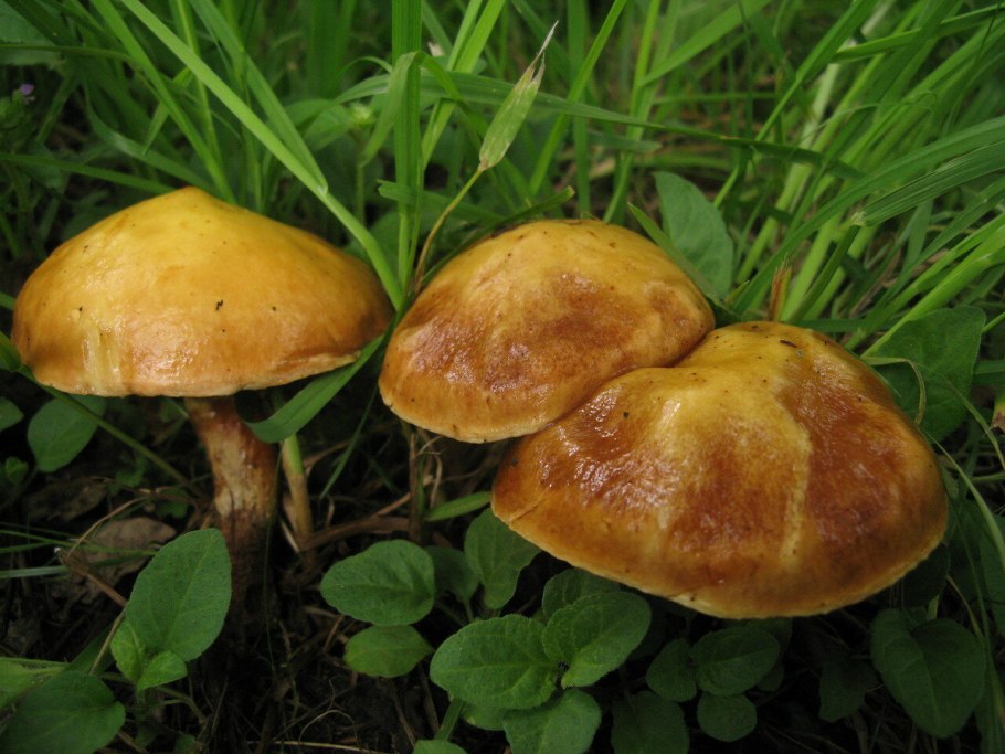 Моховик желто-бурый (Suillus variegatus)