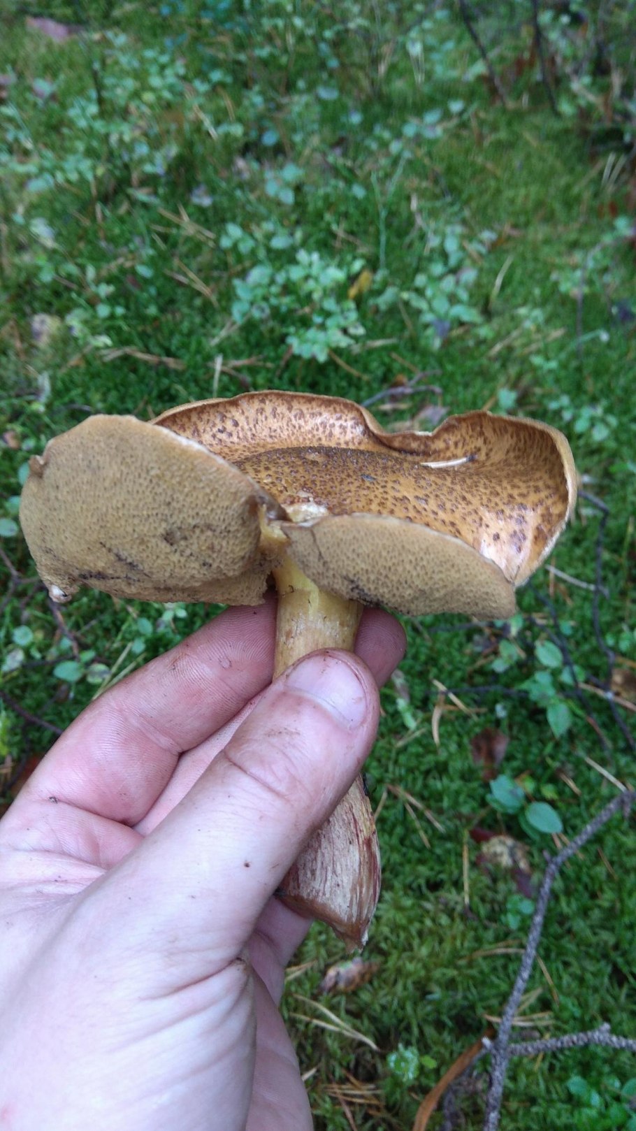 Грибы растущие вблизи водоема