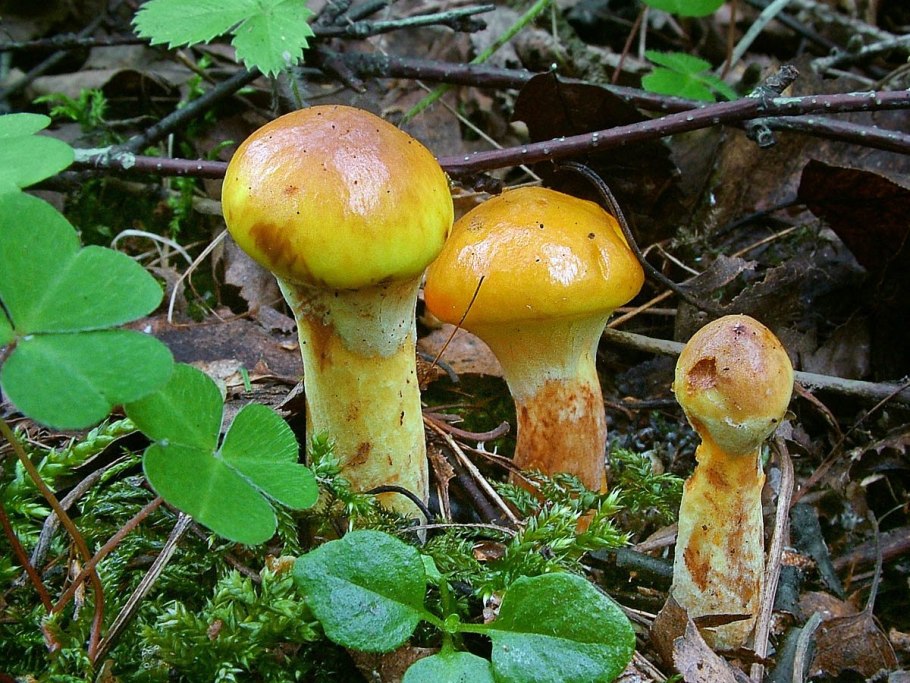 Мокруха гриб срез