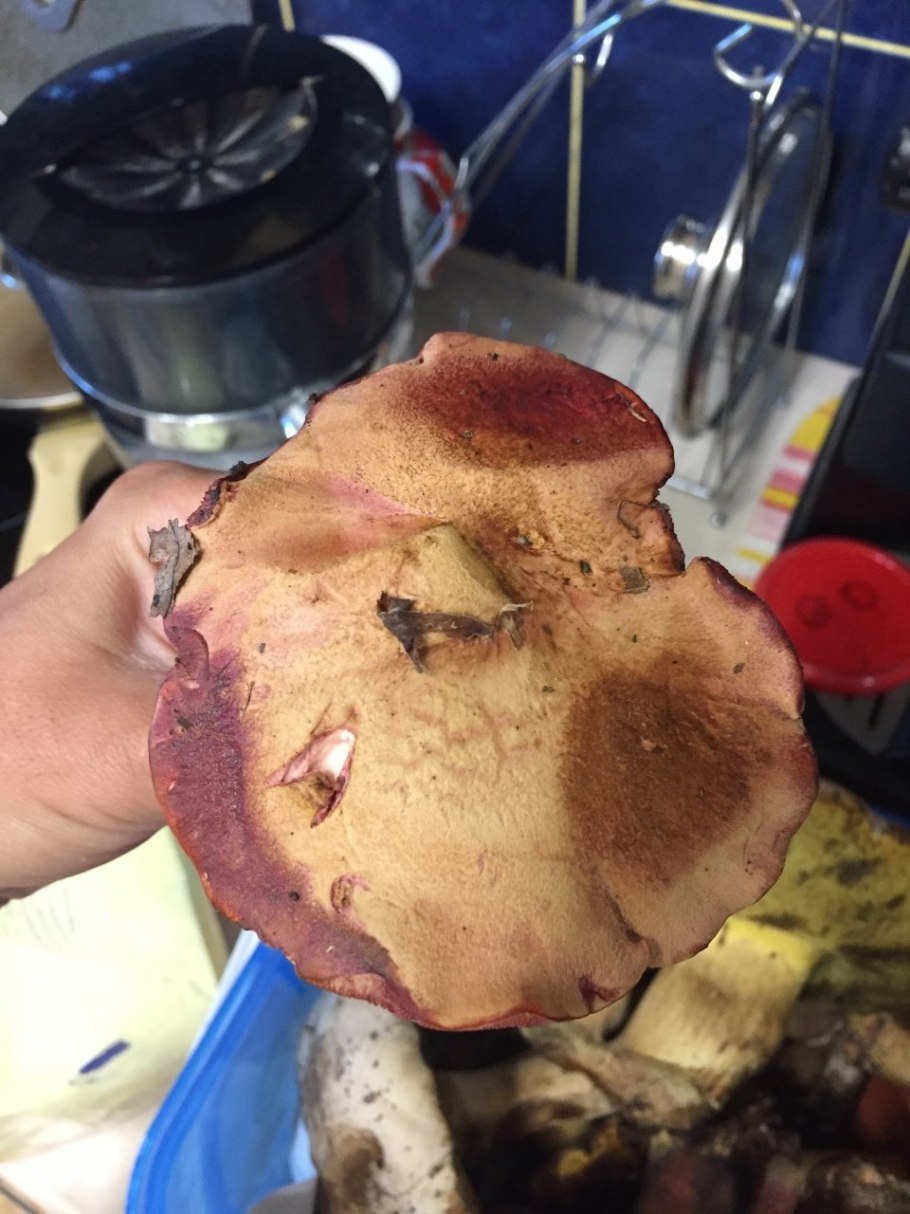 Гриб моховик с синяком