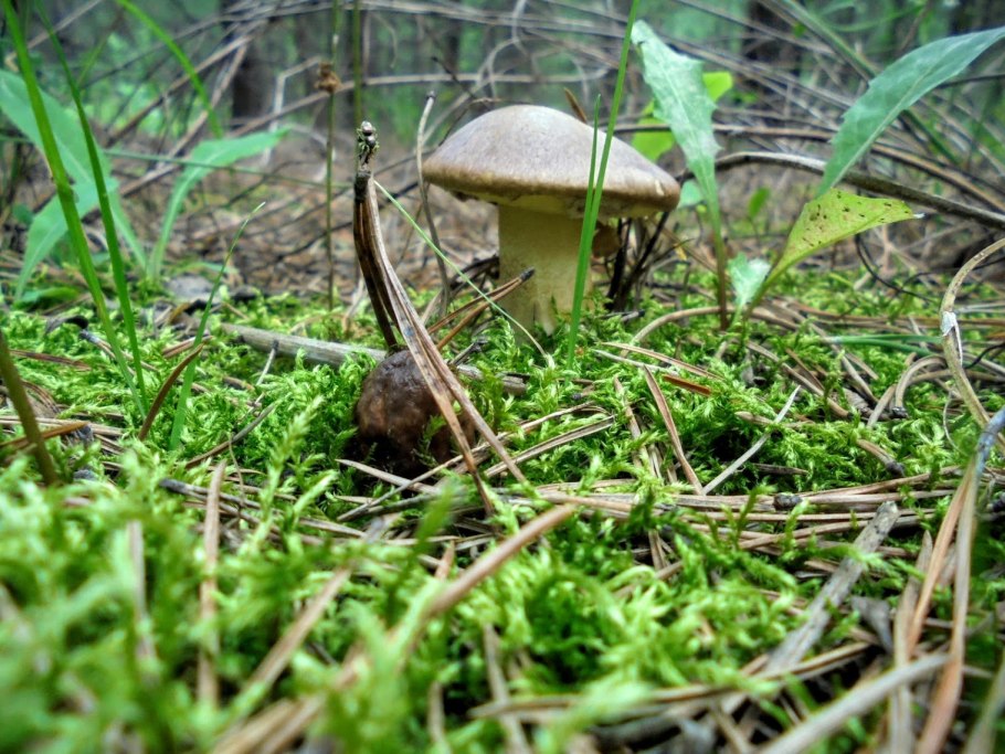 Моховик желто-бурый (Suillus variegatus)