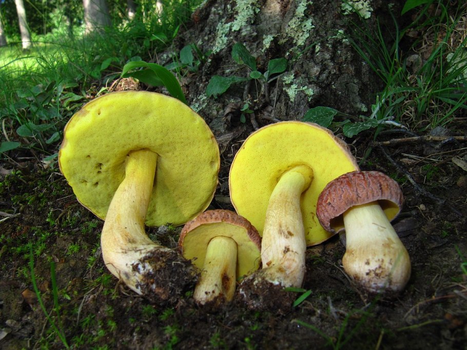 Гриб с коричневой мякотью