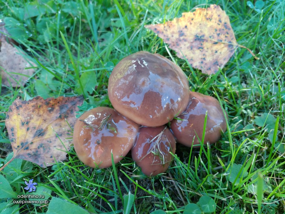 Гиропорус синеющий (Gyroporus cyanescens)
