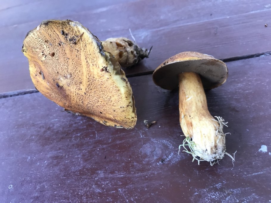 Маслёнок желто-бурый Suillus variegatus