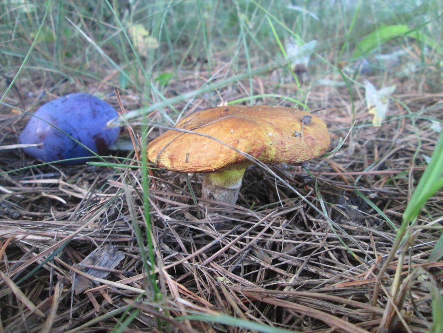 Моховик синеет