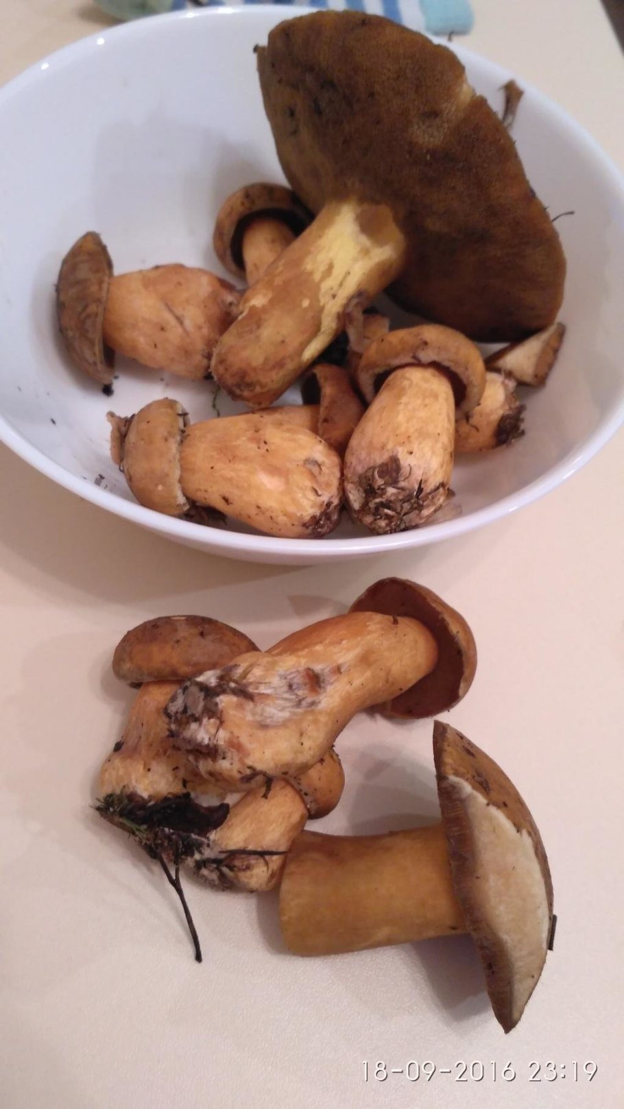 Бурый масленок синеет