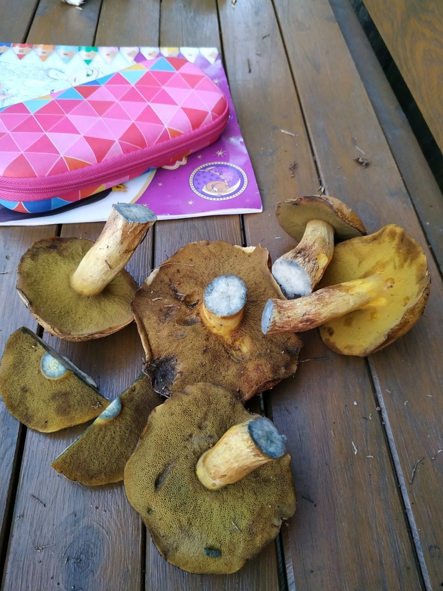 Моховик лиственничный