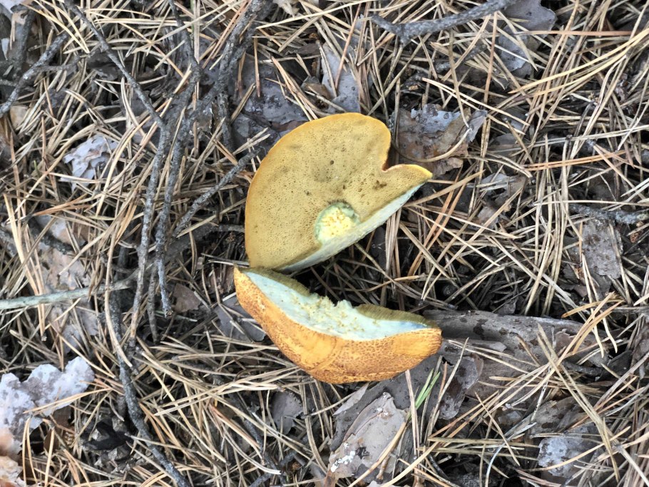 Маслята и моховики