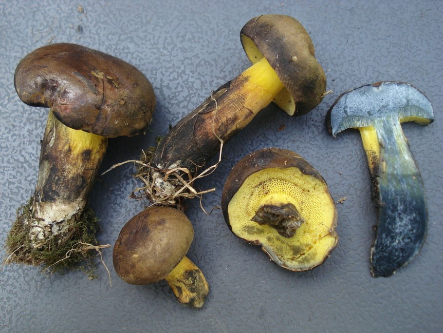 Масленок синеет