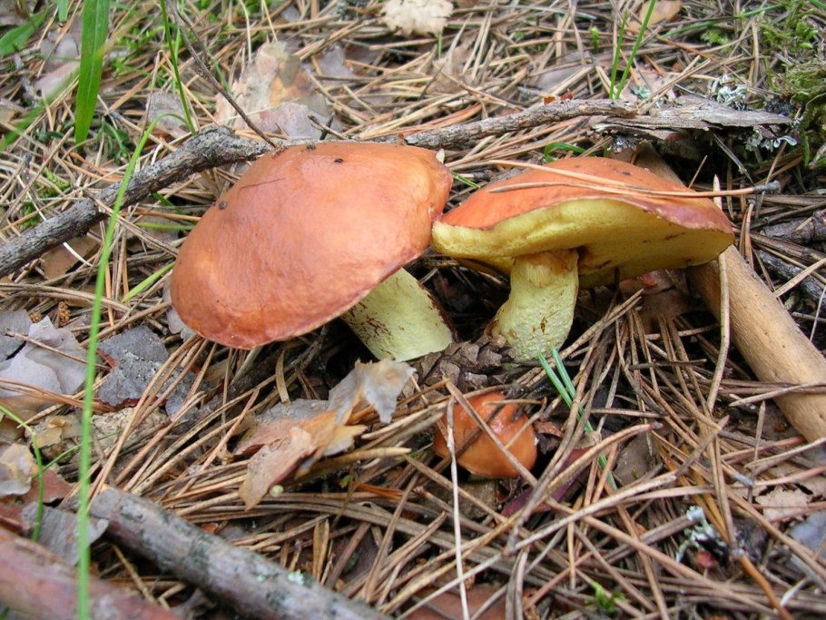 Козляк синеющий