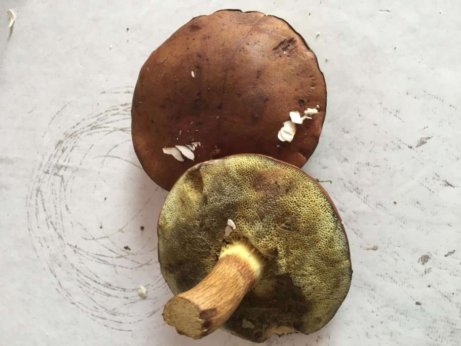 Cyanoboletus pulverulentus