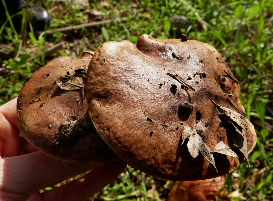 Маслёнок серый Suillus aeruginascens