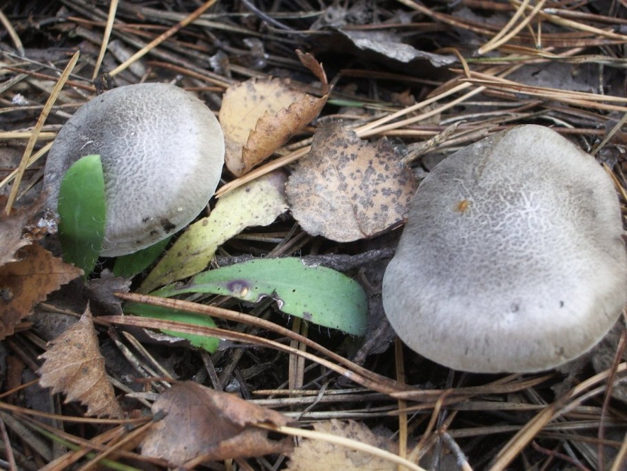 Рядовка мыльная Tricholoma saponaceum