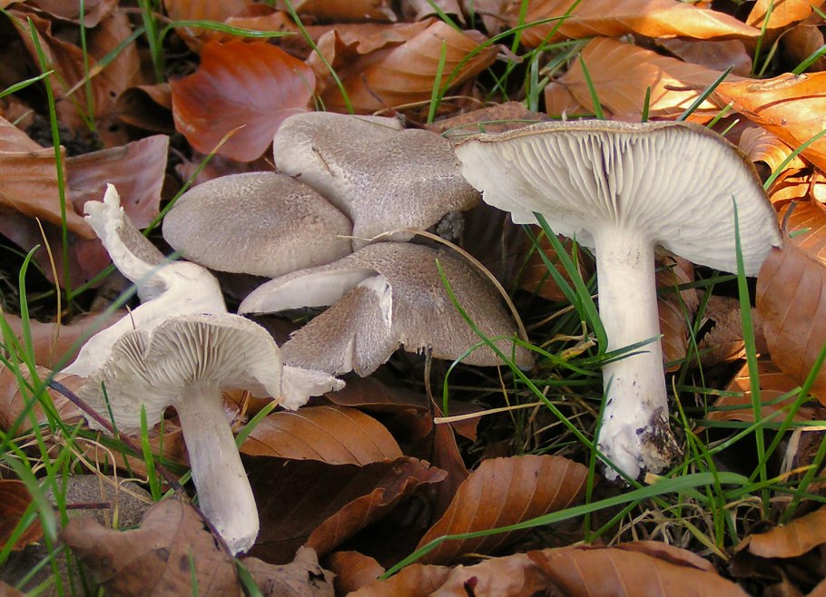 Рядовку землисто-серую (Tricholoma terreum)