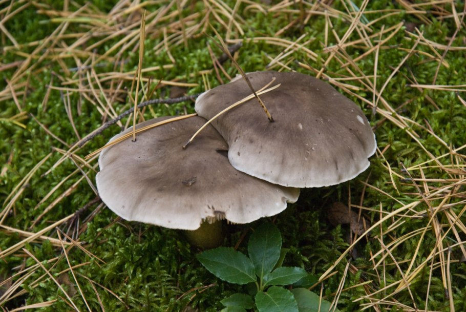 Рядовка серая Tricholoma portentosum.