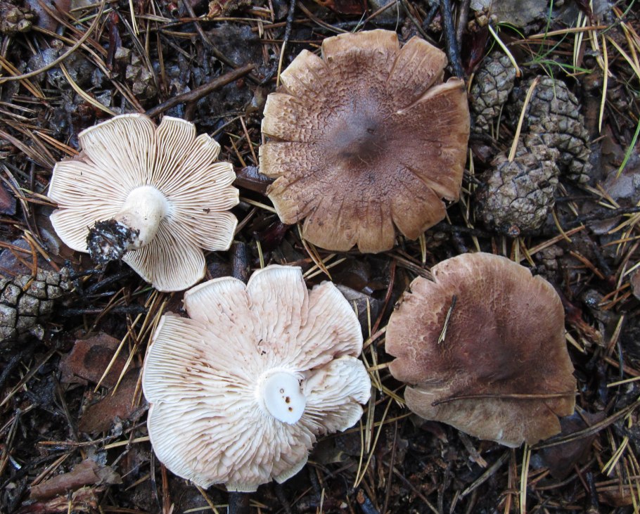 Рядовка Чешуйчатая Tricholoma imbricatum