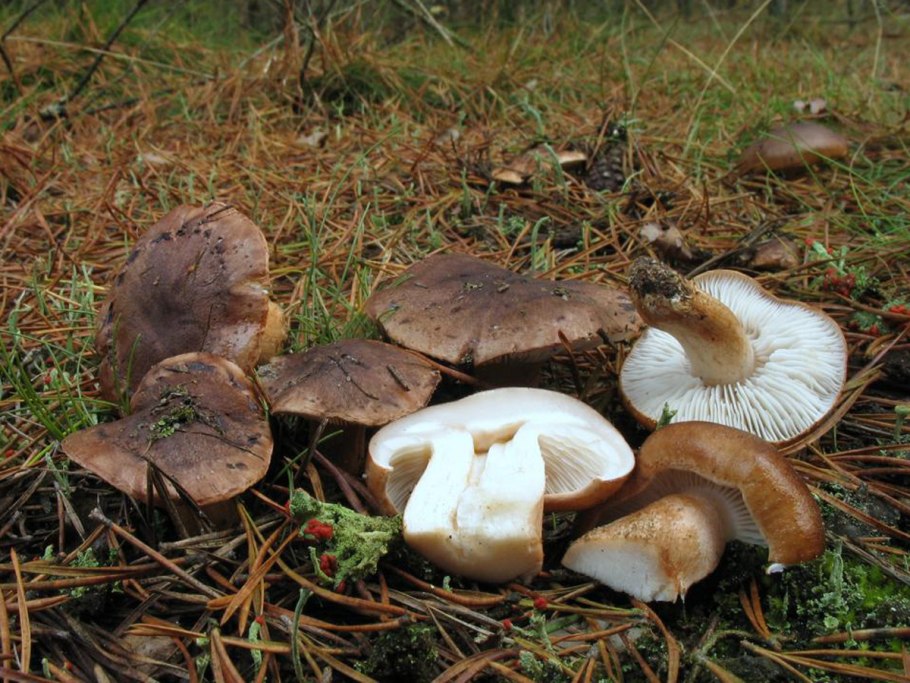 Рядовка пятнистая (Tricholoma pessundatum)