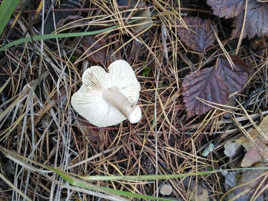 Рядовку землисто-серую (Tricholoma terreum)