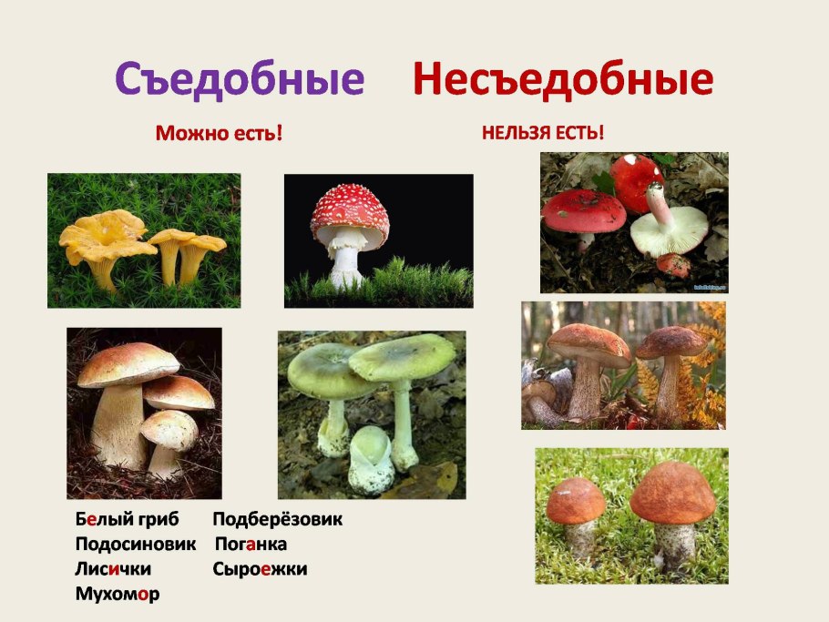Сыроежка розовая Russula rosea