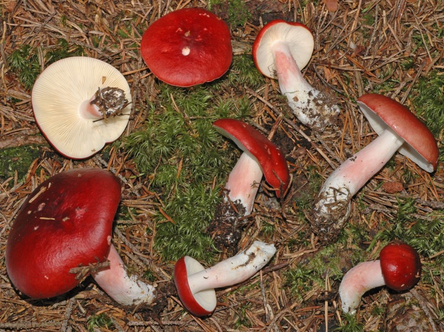 Russula sanguinea
