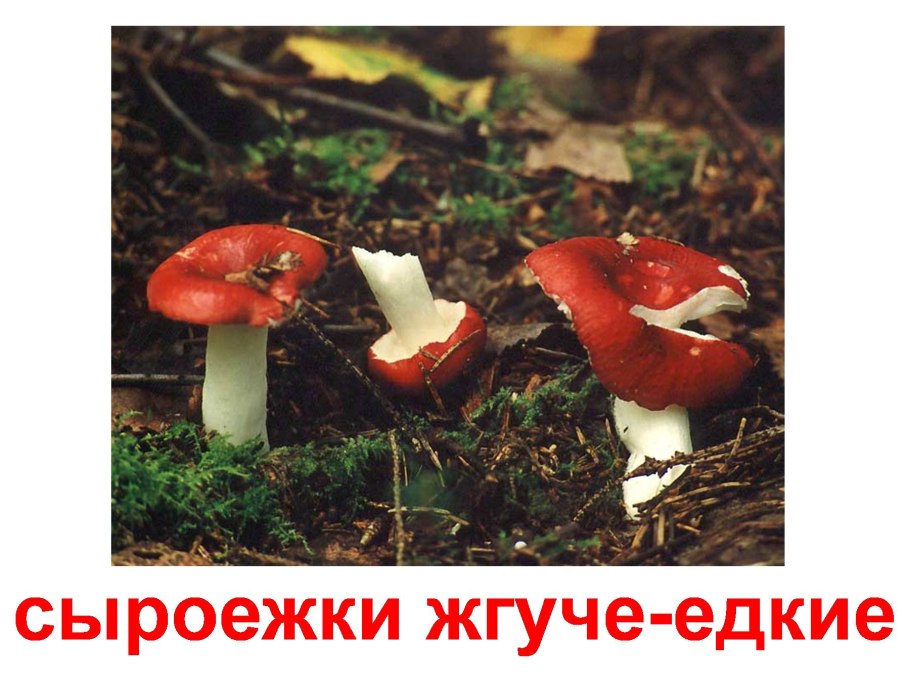 Сыроежка жгучеедкая (Russula emetica)