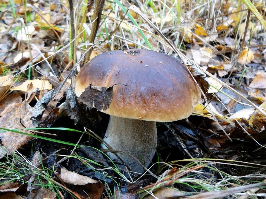 Моховик красивоножковый