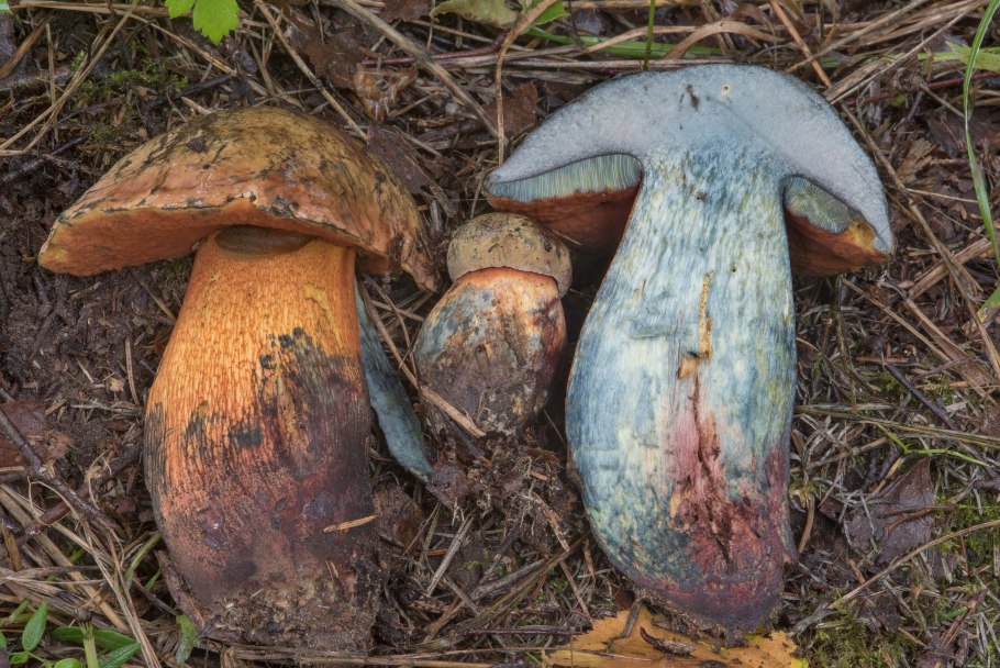 Дубовик оливково-бурый Suillellus luridus