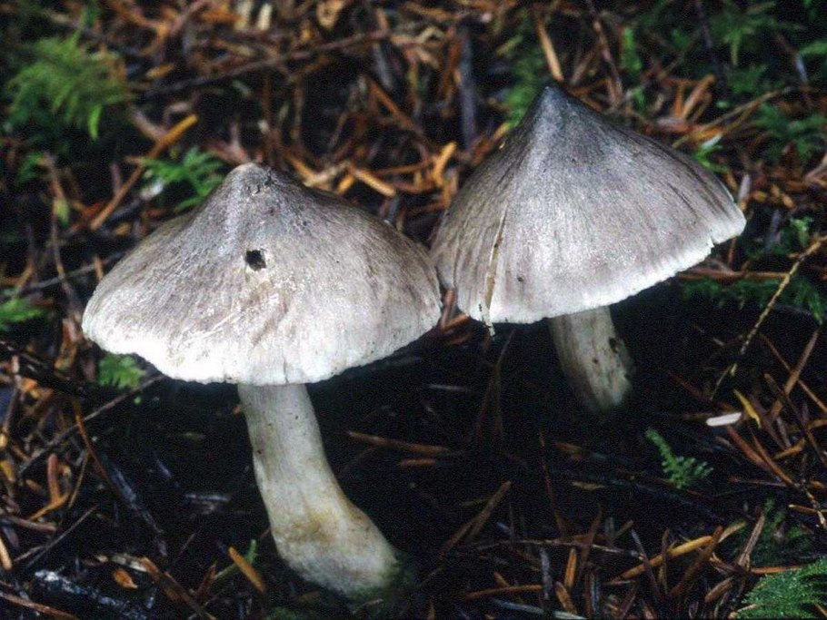 Рядовка серая Tricholoma portentosum.